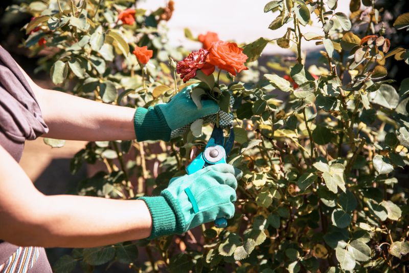 Rhododendron Pruning in Aiken, SC
