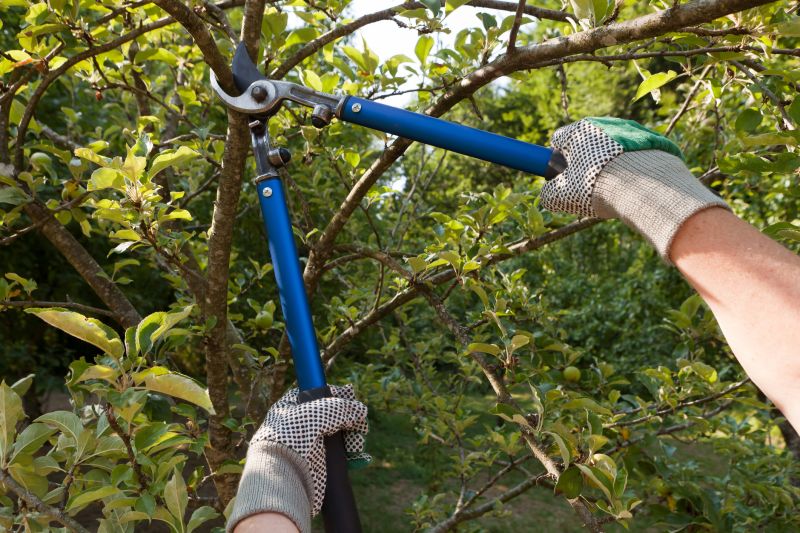 Lilac Pruning Service