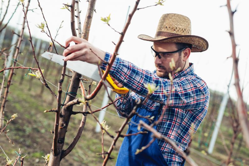 Apple Tree Pruning in Allentown, PA