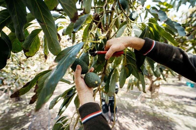 Apple Tree Pruning in San Jose, CA