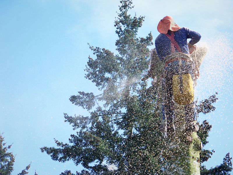 Apple Tree Removal in Allentown, PA