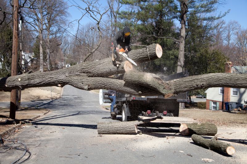 Apple Tree Removal in Reno, NV