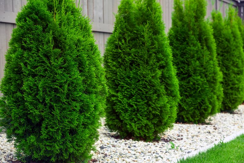 Arborvitae Pruning in Rockwall, TX