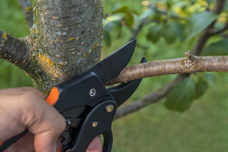 Birch Tree Pruning in Reno, NV