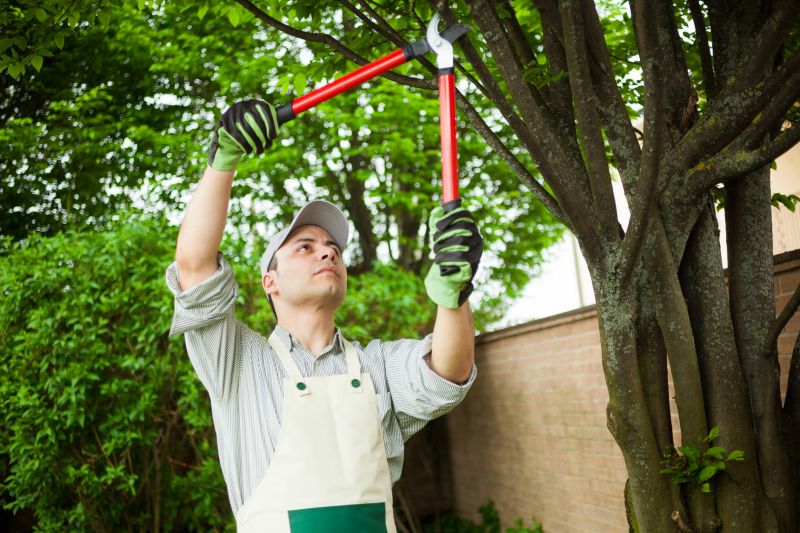Bradford Pear Tree Pruning in San Jose, CA