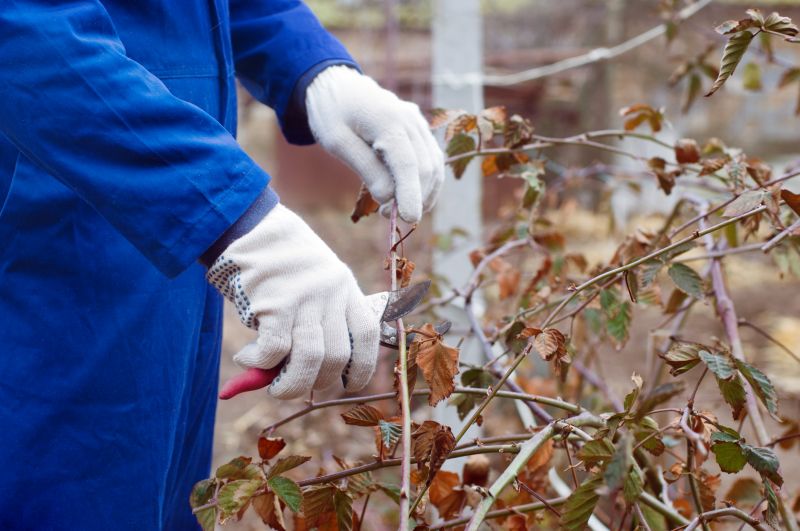 Bush Pruning in Ventura County, CA