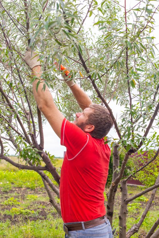 Canopy Pruning in Pottstown, PA