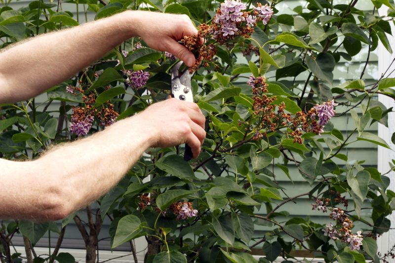 Cost of Lilac Pruning — Cost of Lilac Pruning Service