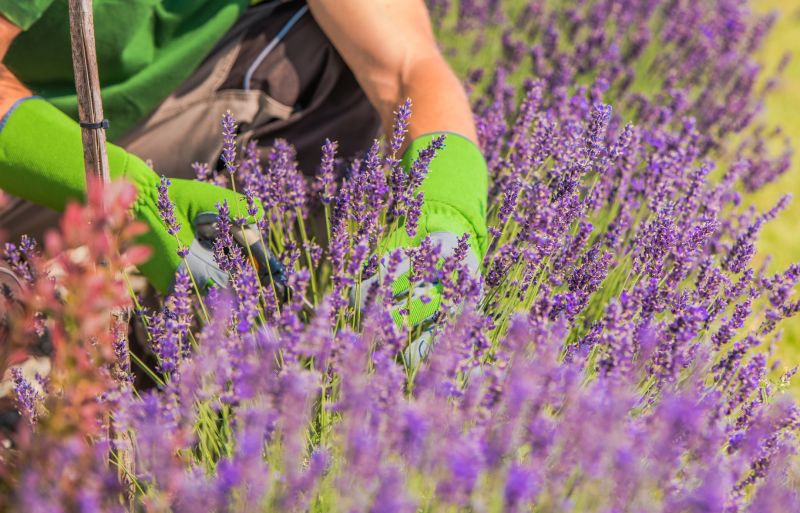 Cost of Lilac Pruning — Cost of Lilac Pruning Service