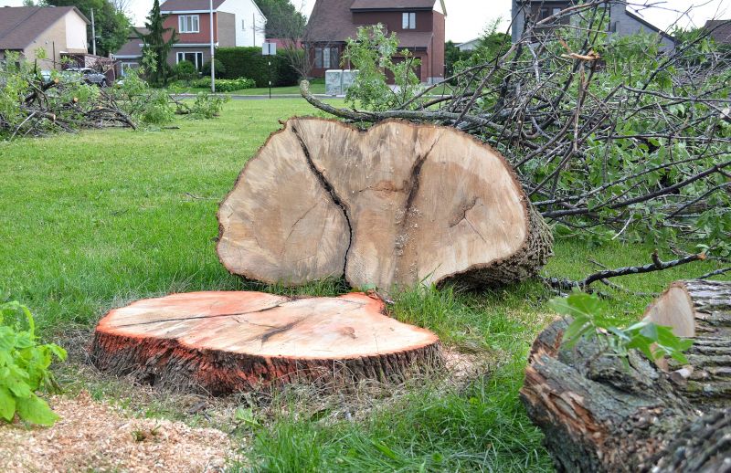 Dead Tree Removal in Pottstown, PA