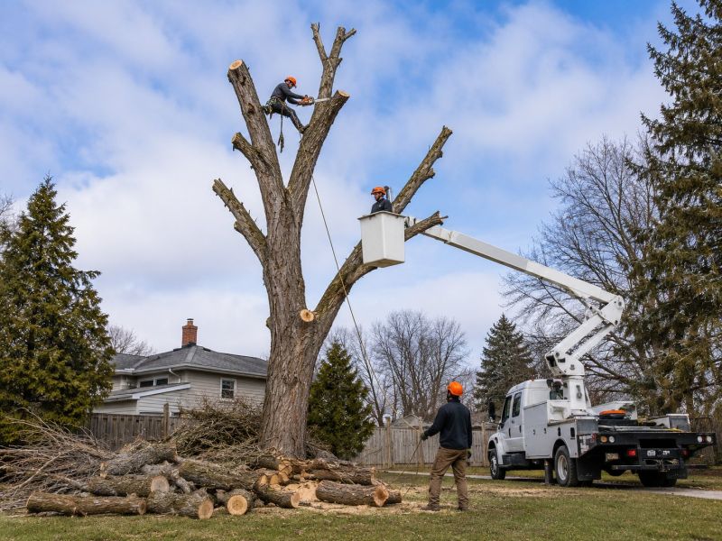 Dead Tree Removal in San Jose, CA