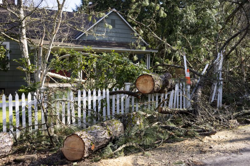 Deadwood Removal in Allentown, PA