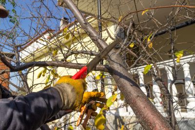 Hickory Tree Trimming in Allentown, PA