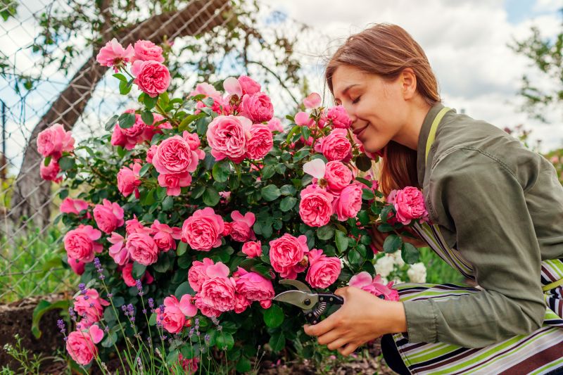 Knockout Roses Pruning in Ventura County, CA