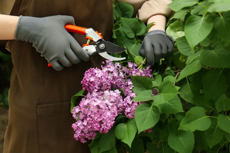 Healthy Lilac Shrubs