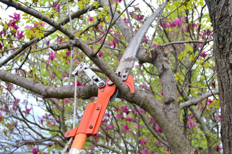Limb Pruning in Reno, NV