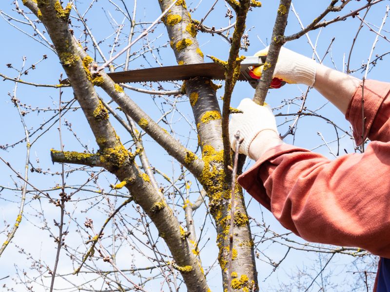 Limbs Trimming in Doylestown, PA