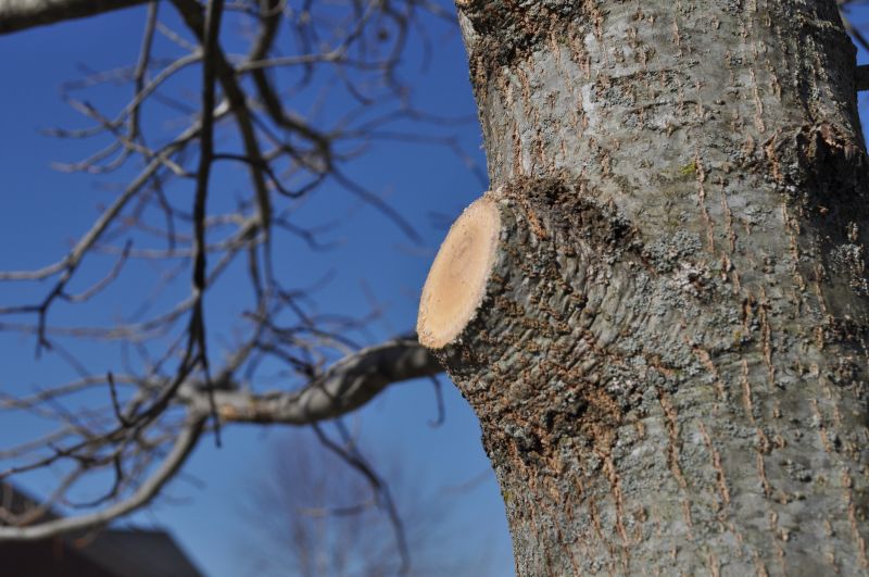 Magnolia Tree Pruning in Doylestown, PA