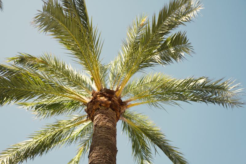 Palm Tree Trimming in Pottstown, PA