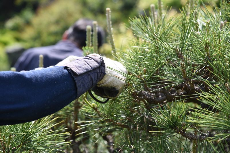 Peach Tree Pruning in Doylestown, PA