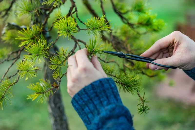 Pear Tree Pruning in Pottstown, PA