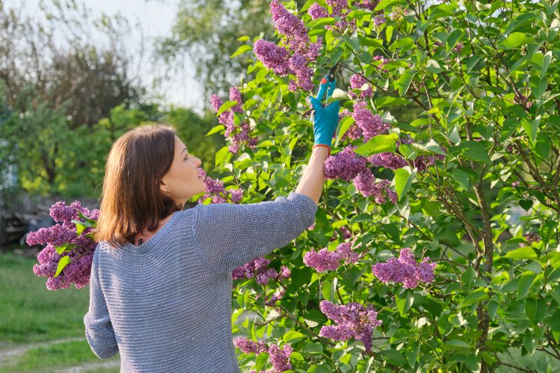 Products For Lilac Pruning Service in use