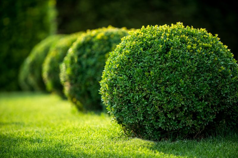 Topiary Shaping in Ventura County, CA
