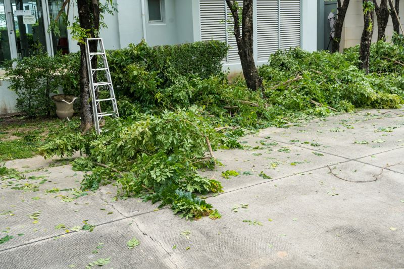 Willow Tree Removal in San Jose, CA